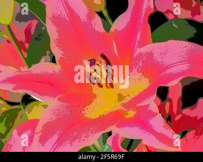STARGAZER PINK LILY - MODERNES DESIGN Stockfoto