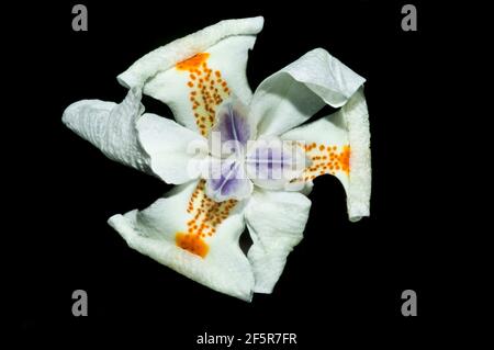 Nahaufnahme der White African Iris vor schwarzem Hintergrund. Stockfoto