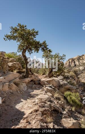 Trail führt durch zwei einsame Bäume in Desert in Great Basin National Park Stockfoto