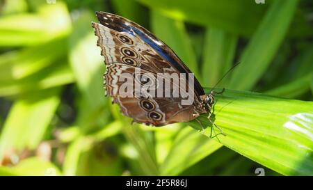 Kaiser Schmetterling auf Urlaub an einem sonnigen Tag Stockfoto
