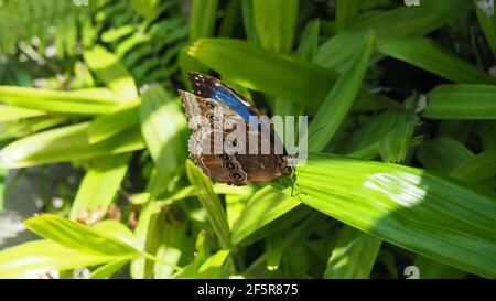 Kaiser Schmetterling steht auf Urlaub belichten ein wenig von der Leuchtend blaue Flügel Stockfoto