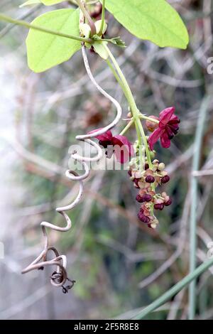 Akebia quinata Schokoladenrebe – duftende, lila, schalenförmige Blüten mit dicken Kelchblättern, März, England, Großbritannien Stockfoto