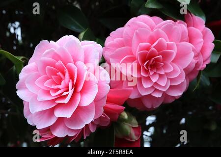 Camellia japonica ‘Pink Perfection’ Pink Perfection Camellia – formelle, mittelrosa Blüten mit Rosettenform, März, England, Großbritannien Stockfoto