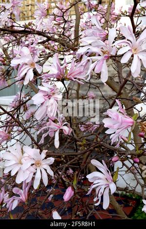 Magnolia stellata ‘Rosea’ Star Magnolia Rosea – lange weiße Blütenblätter mit rosa Blütenblättern, März, England, Großbritannien Stockfoto