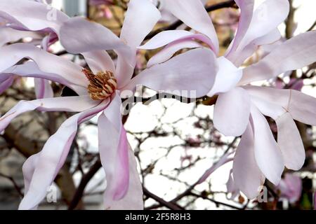 Magnolia stellata ‘Rosea’ Star Magnolia Rosea – lange weiße Blütenblätter mit rosa Blütenblättern, März, England, Großbritannien Stockfoto