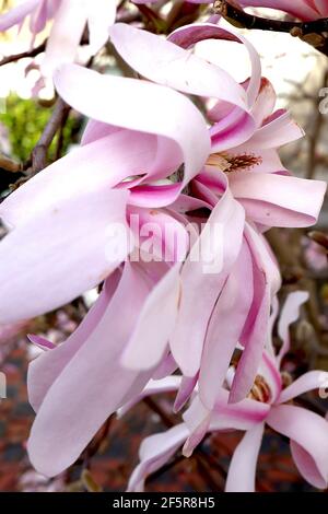 Magnolia stellata ‘Rosea’ Star Magnolia Rosea – lange weiße Blütenblätter mit rosa Blütenblättern, März, England, Großbritannien Stockfoto