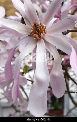 Magnolia stellata ‘Rosea’ Star Magnolia Rosea – lange weiße Blütenblätter mit rosa Blütenblättern, März, England, Großbritannien Stockfoto