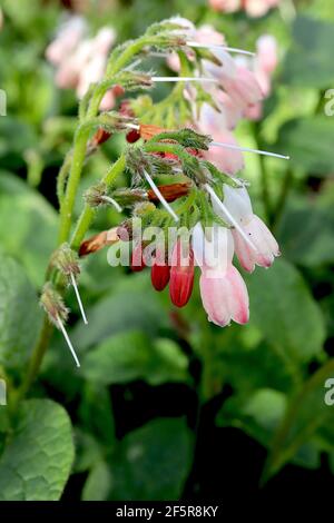 Symphytum ‘Hidcote Pink’ Comfrey Hidcote Pink - bogige Blütenstände aus rosa und weißen glockenförmigen Blüten, März, England, Großbritannien Stockfoto