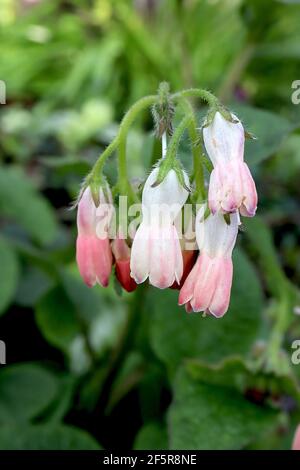 Symphytum ‘Hidcote Pink’ Comfrey Hidcote Pink - bogige Blütenstände aus rosa und weißen glockenförmigen Blüten, März, England, Großbritannien Stockfoto