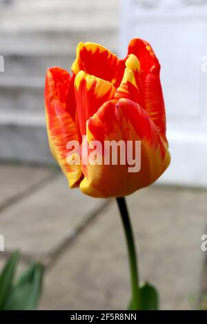 Tulipa ‘Banja Luka’ Darwin Hybrid 4 Banja Luka Tulpe – gelbe Tulpe mit roten Flammen, März, England, Großbritannien Stockfoto