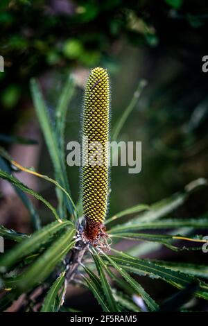 Candlestick banksia (Banksia attenuata), Blütenspitze mit Knospen. Westaustralien Stockfoto