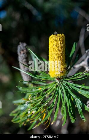 Candlestick banksia (Banksia attenuata), Blütenspitze mit Knospen. Westaustralien Stockfoto