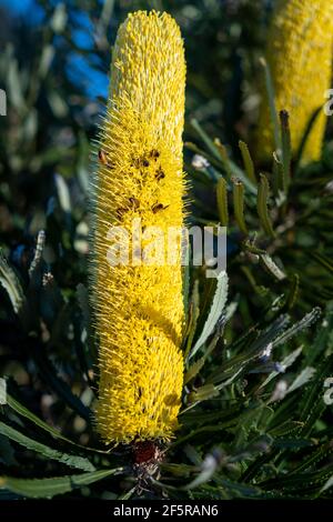 Candlestick banksia (Banksia attenuata), Blütenspitze mit Knospen. Westaustralien Stockfoto