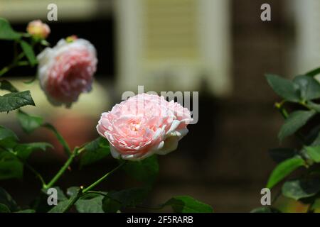 Wunderschöne Rosen blühen im Garten Stockfoto