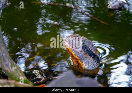 Erwachsener männlicher östlicher Wasserdrache (Intellagama lesueurii lesueurii), halb untergetaucht in See, Botanischen Gärten, Bundaberg, Queensland, Australien. Stockfoto