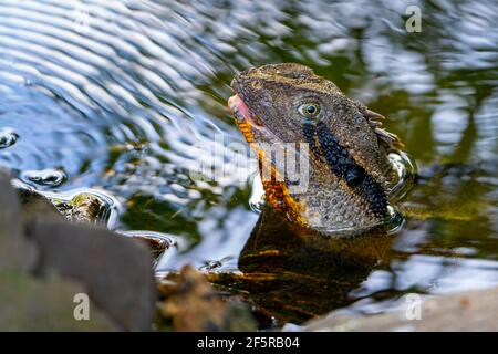 Erwachsener männlicher östlicher Wasserdrache (Intellagama lesueurii lesueurii), halb untergetaucht in See, Botanischen Gärten, Bundaberg, Queensland, Australien. Stockfoto