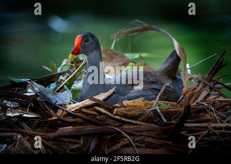 Reifer, duschiger Moorhuhn (Gallinula tenebrosa) sitzt auf dem Nest. Bundaberg Queensland, Australien Stockfoto