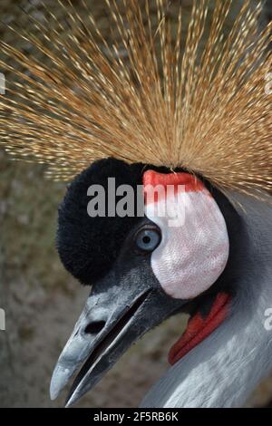 Grauer Kranich, (Balearica regulorum), auch bekannt als afrikanischer Kranich, goldener Haubenkran, goldener Kranich, ostafrikanischer Kranich. Stockfoto