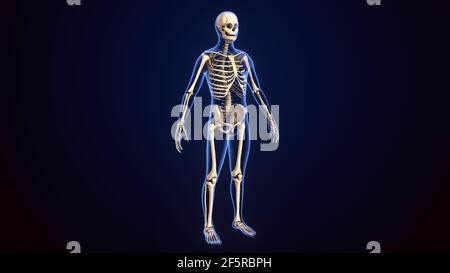 3D Illustration der Anatomie des menschlichen Skeletts. Stockfoto