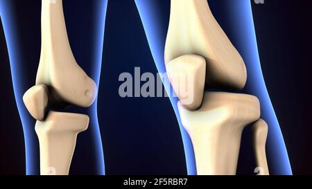 3D Illustration der Anatomie des menschlichen Skeletts des Kniegelenks. Stockfoto