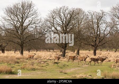 Der Richmond Park, im Londoner Stadtteil Richmond upon Thames, wurde von Charles I. im 17th. Jahrhundert als Hirschpark angelegt Stockfoto