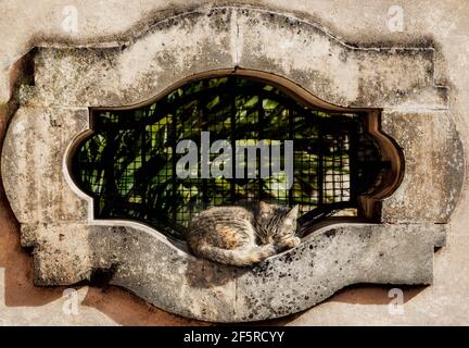 Mittagsschlaf; tabby Katze schläft in einem Garten Fensterrahmen. Stockfoto