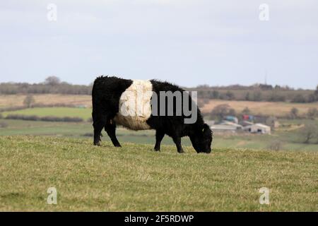 Belted Galloway auf einer Hochlandfarm im Derbyshire Peak Bezirk Stockfoto