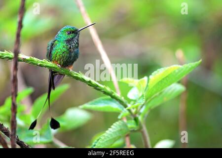 Schöner Kolibri mit gewecktem Schwanz, gebooteten Schlägerschwanz Stockfoto