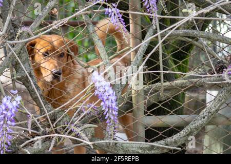 Trauriger brauner Hund in einem Käfig eingeschlossen, umgeben von Wisteria-Blumen. PET-Portraits Stockfoto