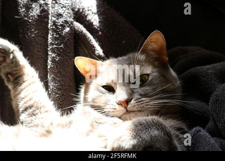 Tabby Katze genießen Sonnenlicht zu Hause Stockfoto