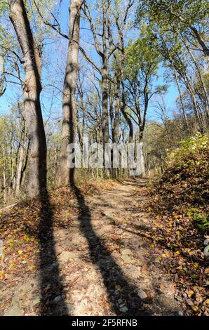 Ein Pfad durch den Wald im Shenandoah National Park, Virginia, USA, mit der Sonne, die Schatten der Bäume über den Weg wirft. Stockfoto