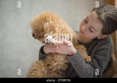 Mädchen putzt die Zähne ihres Hundes. Pudel wendet sich von der Zahnbürste ab Stockfoto