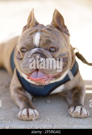 1-jährige Brindle Französisch Bulldog männlich Abkühlung im Schatten. Off-Leine Hundepark in Nordkalifornien. Stockfoto