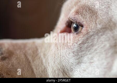 Nahaufnahme eines Mischlingshundes (American Staffordshire Pit Bull Terrier und American Pit Bull Terrier) (Canis lupus familiaris) Stockfoto