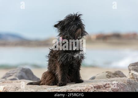 Cairn Terrier sitzt auf Steinen am Strand Stockfoto