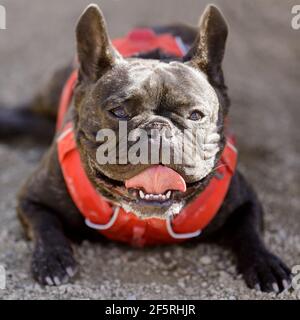 2-jährige Brindle Französisch Bulldogge Rüde Welpen auf Gravel liegen und keuchend. Off-Leine Hundepark in Nordkalifornien. Stockfoto