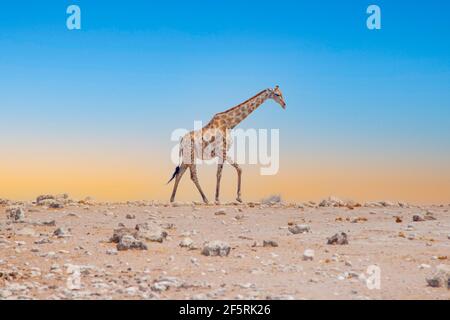 Müde Giraffen wandern am Horizont Stockfoto