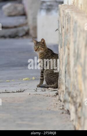 Tabby Katze ruht auf der Straße in einem kleinen Mexikaner Stadt kurz vor Sonnenuntergang an einem heißen Tag - hell Grau-beigefarbene Straße und Wand umgeben die Katze Stockfoto