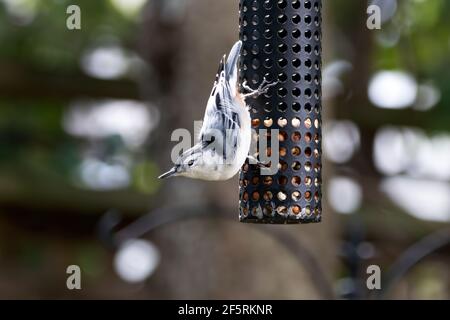 Weißbrustnuthatch, der sich an der Seite eines Erdnussvogels festhält Zuführung Stockfoto