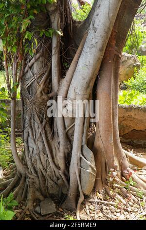 Nahaufnahme der Luftwurzeln des alten Banyan-Baumes Ficus benghalensis auf Bali, Indonesien. Stockfoto