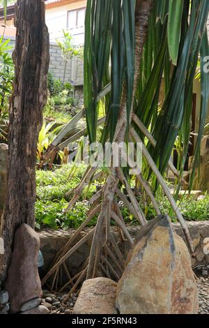 Klumpen und Luftwurzeln von Seashore Screwpine Pandanus Odorifer wachsen im tropischen Ziergarten. Stockfoto