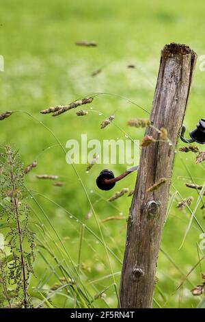 Holzpfahl in grüner Wiese in der Nähe von Wald auf stecken Sommertag auf dem Land Stockfoto