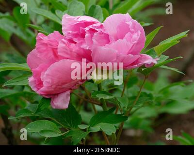 Zwei rosa Pfingstrosen blühen aus einem Zweig einer Pfingstrose Baum Stockfoto