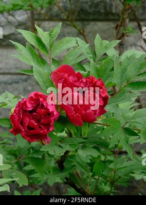 Zwei flauschige dunkelrosa Pfingstrosen aus einem Pfingstrosen-Baum in Ein Garten Stockfoto