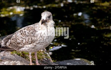 Junge Möwe mit Angelhaken im Schnabel Stockfoto