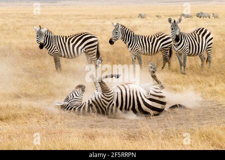 Zebra, die Rollen auf dem Boden ist. Ngorongoro Krater, Tansania. African Wildlife Stockfoto