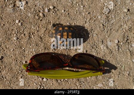 Eine vor kurzem geschlüpfte Wüstenschildkröte neben Sonnenbrillen zum Größenvergleich, Sonoran Desert, Catalina, Arizona, USA. Stockfoto