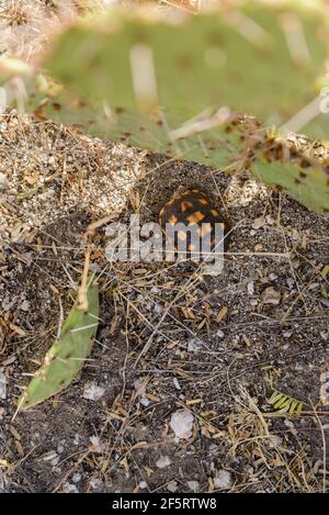 Eine vor kurzem geschlüpfte Wüstenschildkröte sitzt unter einem Kaktus aus stacheliger Birne, Sonoran Desert, Catalina, Arizona, USA. Stockfoto