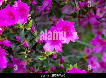 Vier-Uhr-Blume Schönheit der Nacht / Mirabilis jalapa, das Wunder von Peru oder vier-Uhr-Blume, ist die am häufigsten angebaute Zierpflanze. Stockfoto