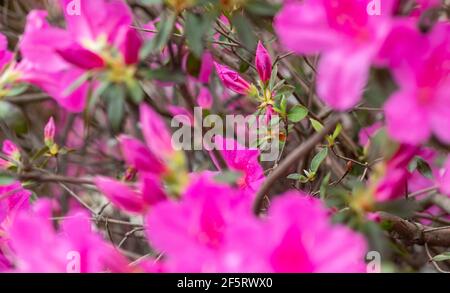 Vier-Uhr-Blume Schönheit der Nacht / Mirabilis jalapa, das Wunder von Peru oder vier-Uhr-Blume, ist die am häufigsten angebaute Zierpflanze. Stockfoto